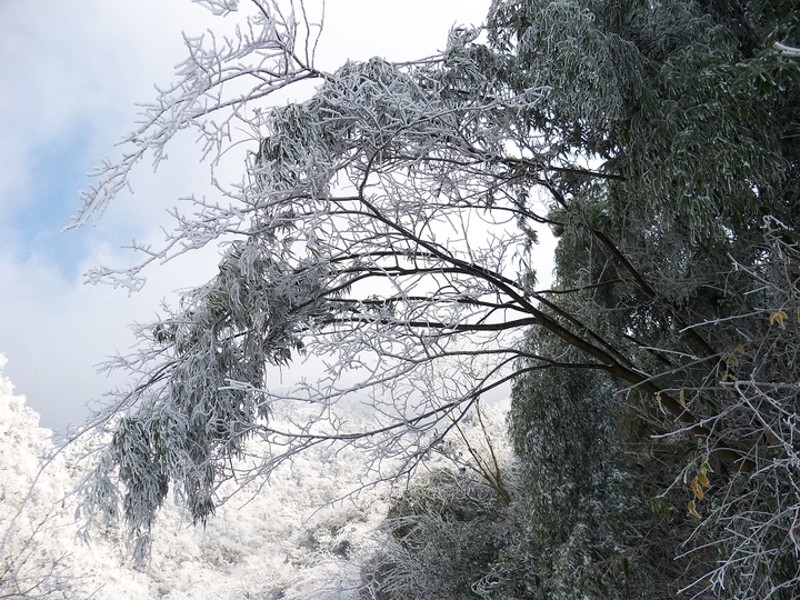 【郴州雪2010、12、15 (二) 五盖山盖雪 雪竹摄