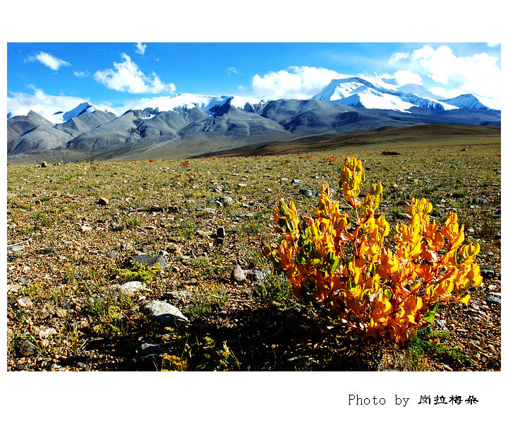 【纳木那尼峰下的狼毒花·再行西藏摄影图片】