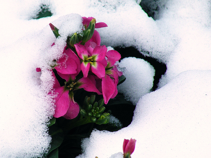 雪融花