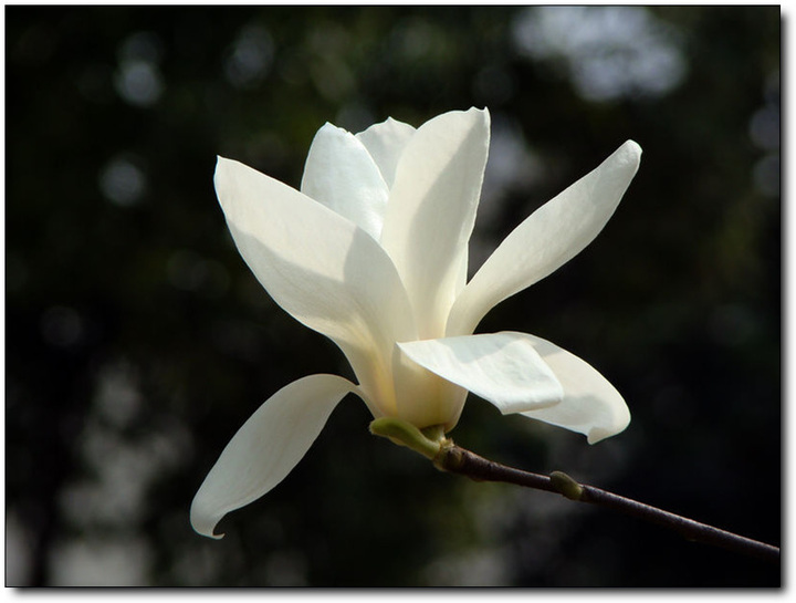 白玉兰花
