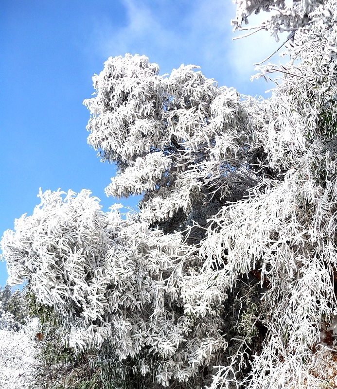 【郴州雪2010、12、15 (四) 五盖山之盖雪摄影