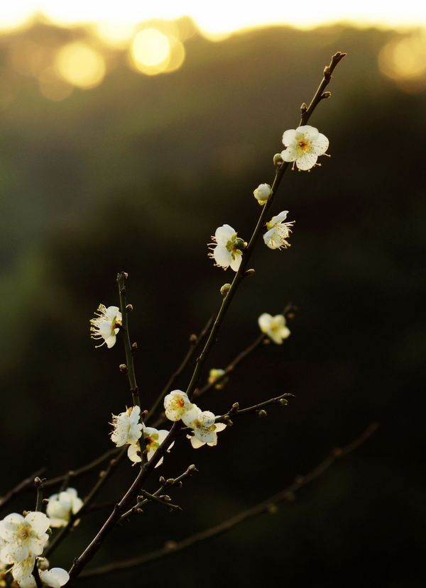 冬日中山梅子花