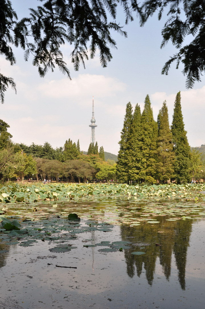 青岛中山公园 (共p)