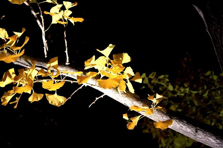 【秋夜杏枝摄影图片】奥林匹克公园风光旅游摄