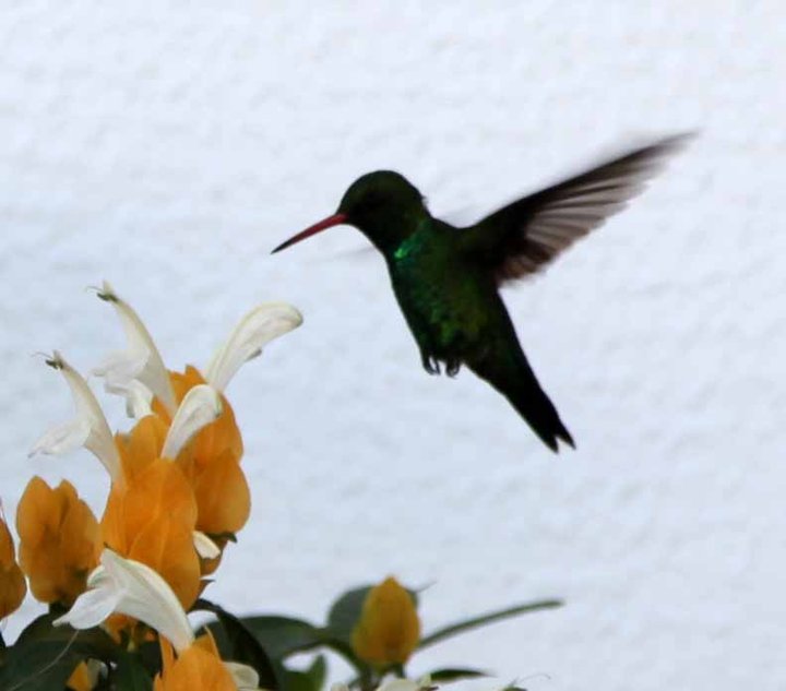 蜂鸟