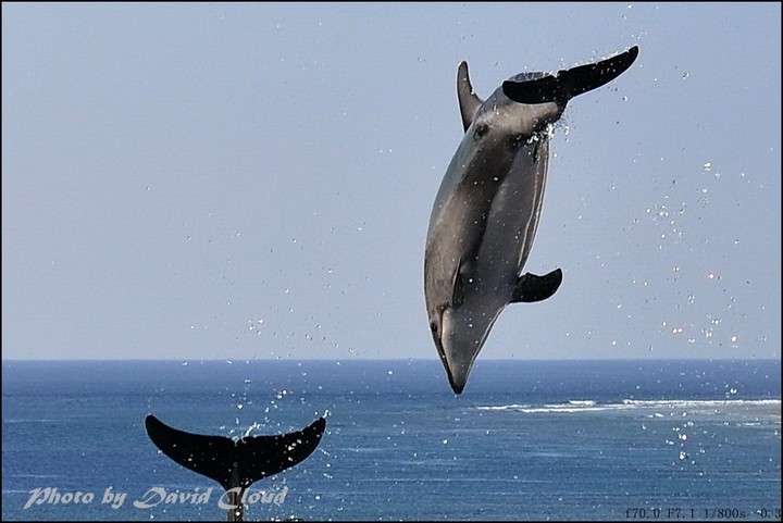 【让海豚飞舞摄影图片】琉球群岛风光旅游摄影