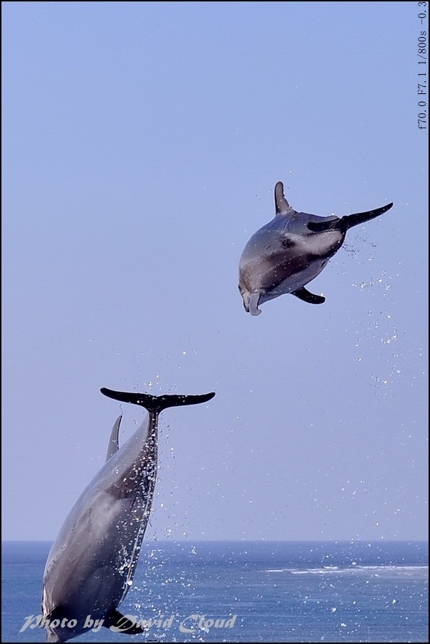 【让海豚飞舞摄影图片】琉球群岛生态摄影
