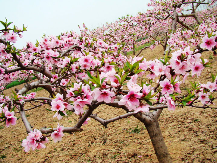 桃花开放泛区春