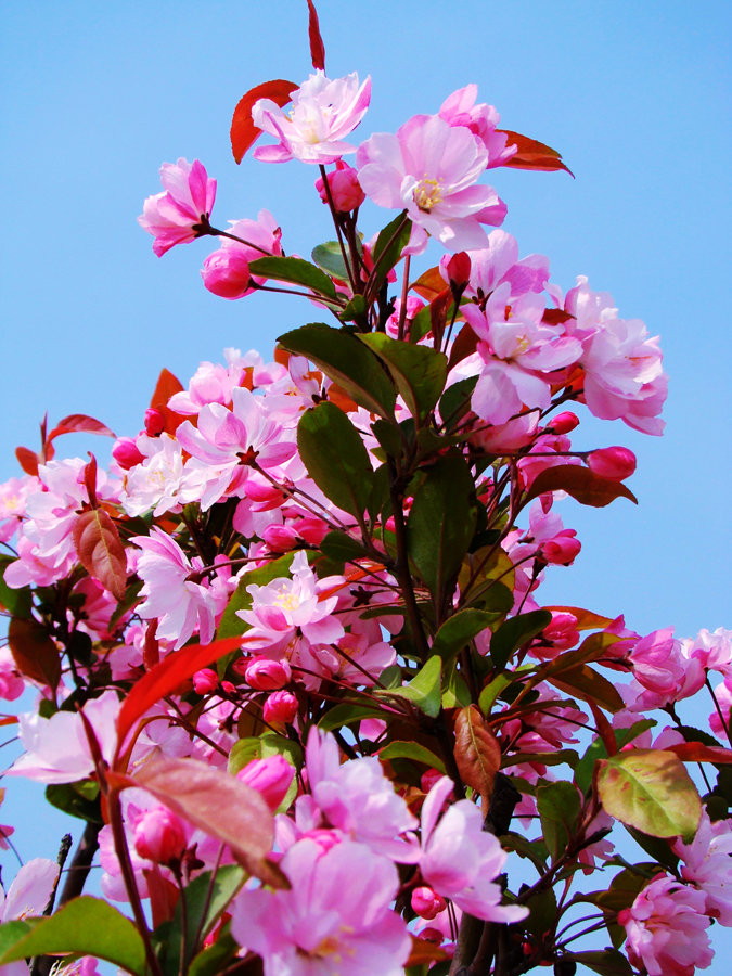 繁花似锦