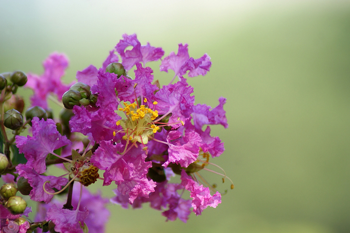 紫薇花