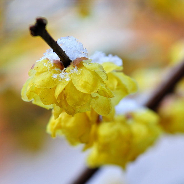 【腊后春前见腊梅摄影图片】常州红梅公园生态