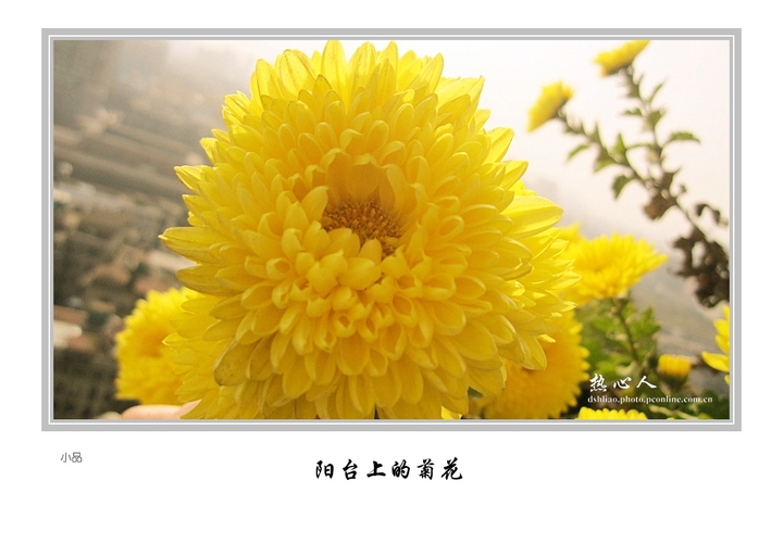 佳能 ixus 110 is 查看大图 手机看图 菊花植物