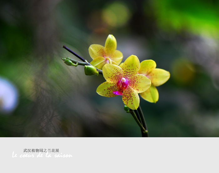 【植物园之兰花展摄影图片】武汉生态摄影_秋凉儿影像