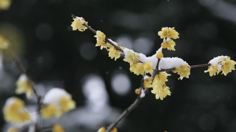 踏雪寻梅_3:腊梅傲雪