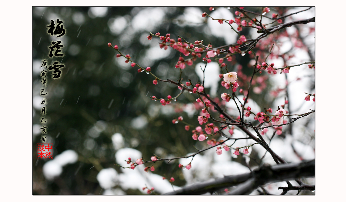 梅花-雪