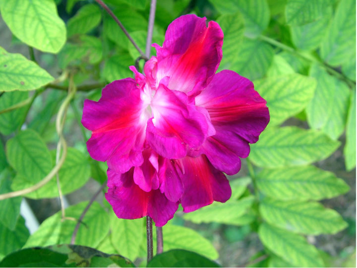 重瓣牵牛花_冷垚驴行天下