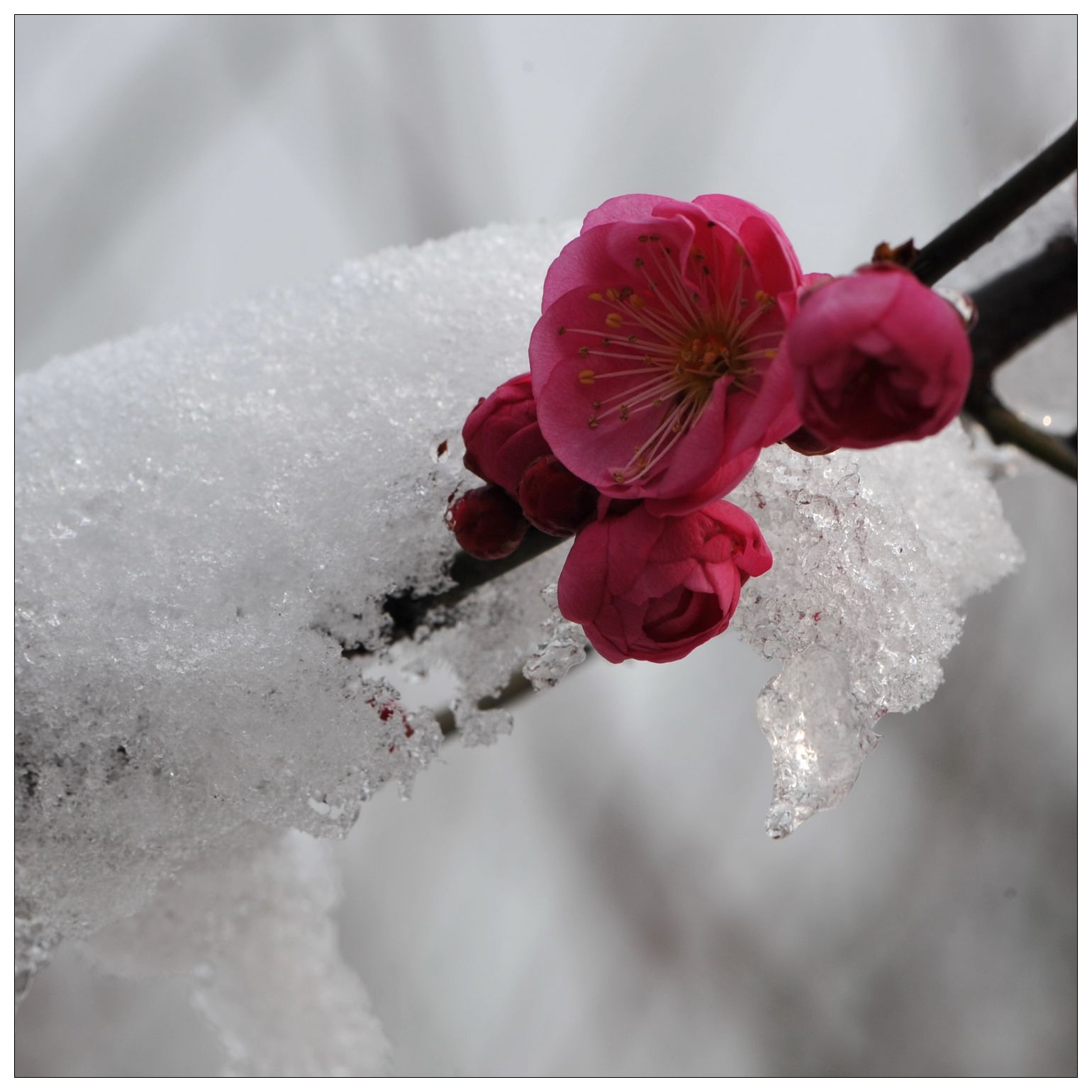 寒梅傲雪