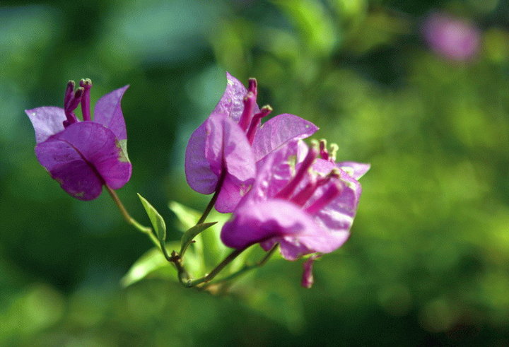 15个城市的市花摄影图片】亚艺园生态摄影