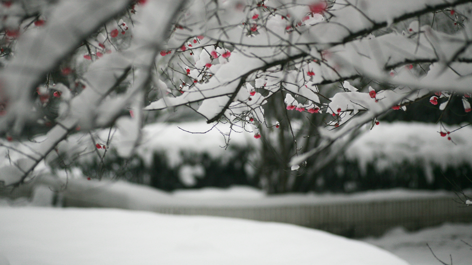 踏雪寻梅4白里透红