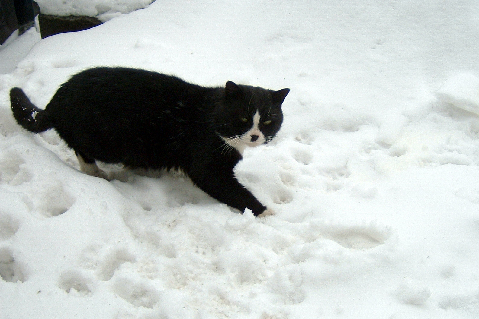 乌云盖雪—爱雪的猫咪