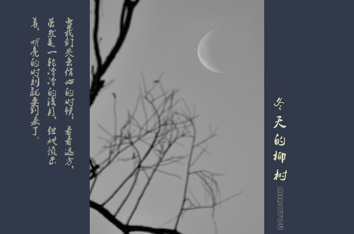【冬天的柳树(小品)摄影图片】冬天早晨的田野