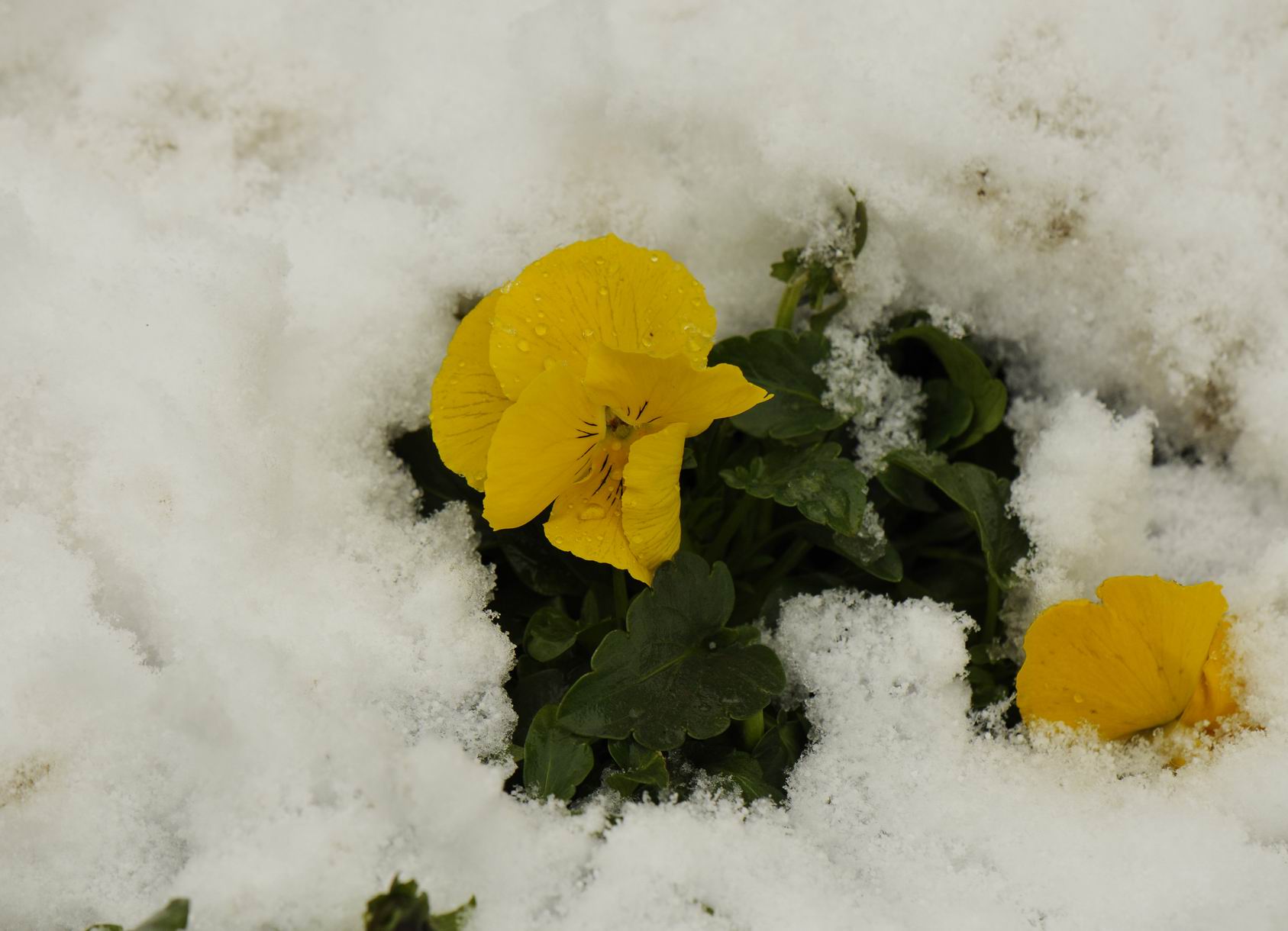 雪中花朵