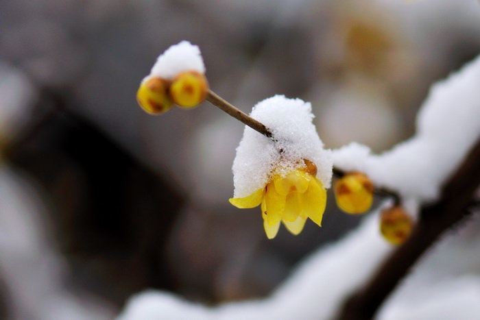 【腊月腊雪腊梅花摄影图片】常州生态摄影_龙