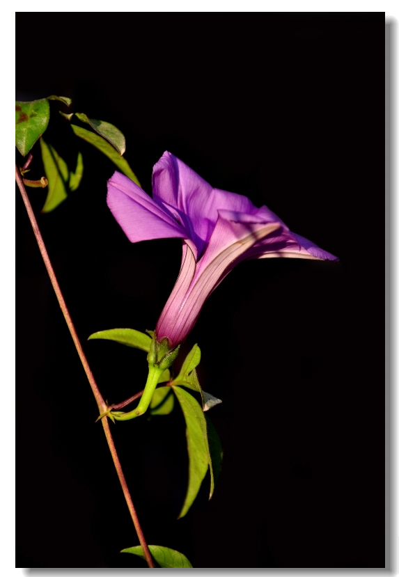 【紫衣仙子摄影图片】惠阳淡水生态摄影
