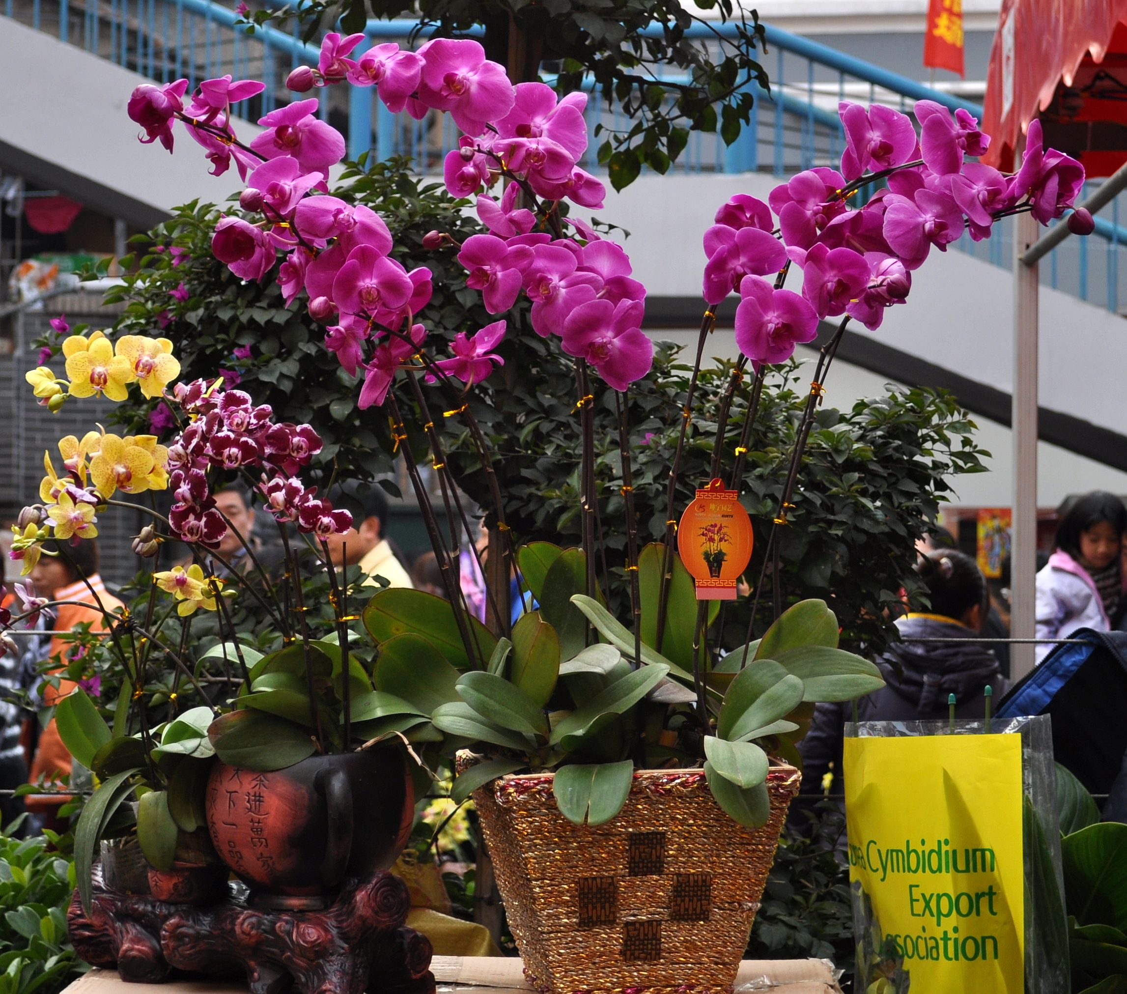 广州花市