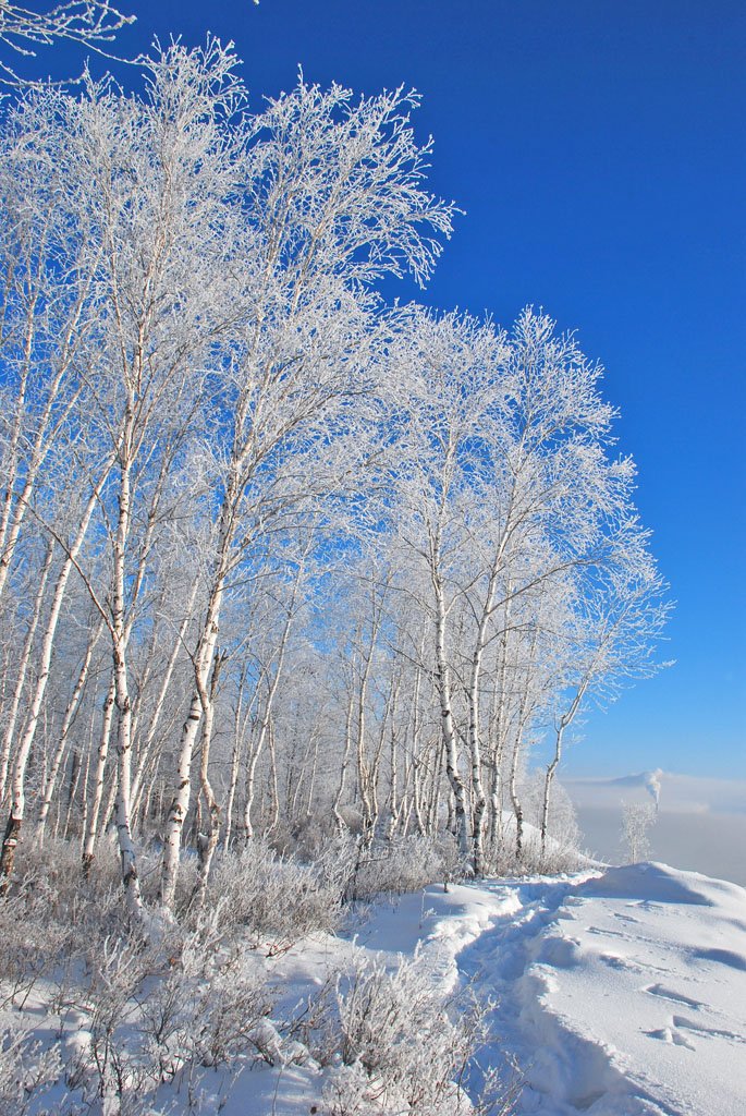 【蓝天下银装素裹的白桦林·五峰山风景《三》摄影图片】根河市生态摄