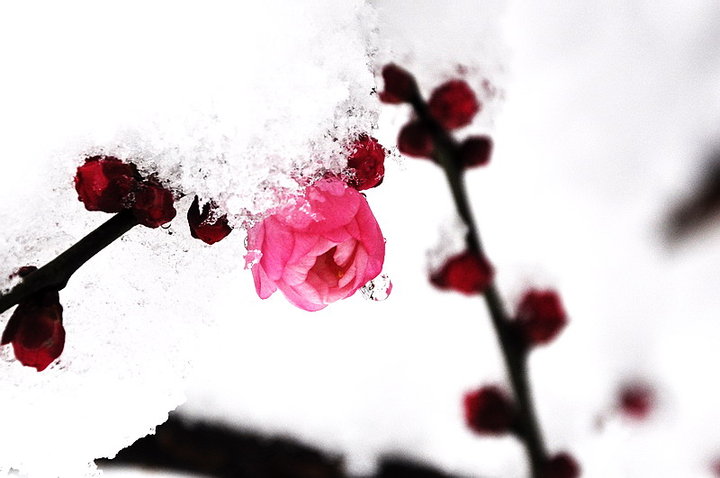 傲雪红梅