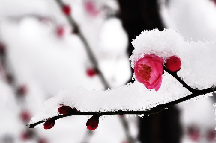傲雪红梅
