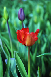 Language of tulip