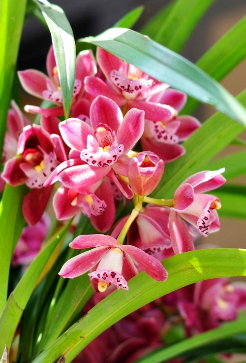芳香醉人的兰花 (/)