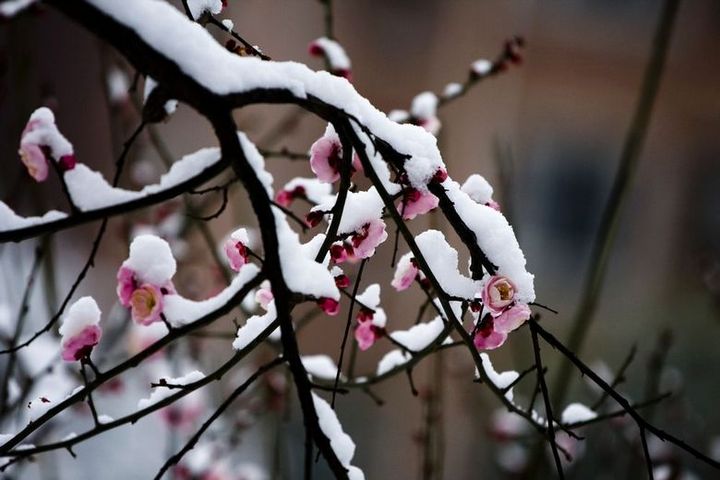 傲雪寒梅