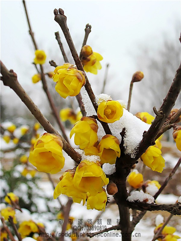 腊梅傲雪争娇媚