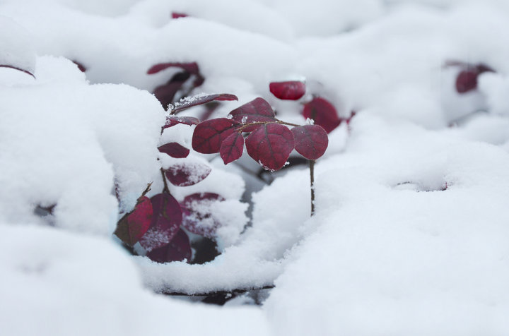 【雪中红摄影图片】武汉东湖生态摄影_可人空