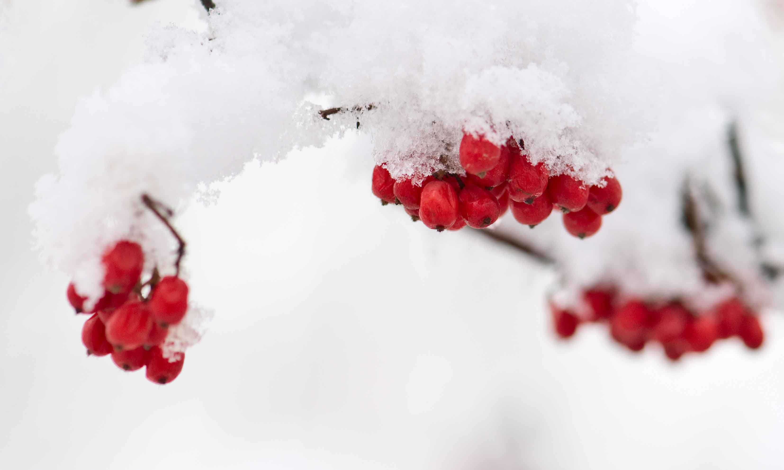 雪里红