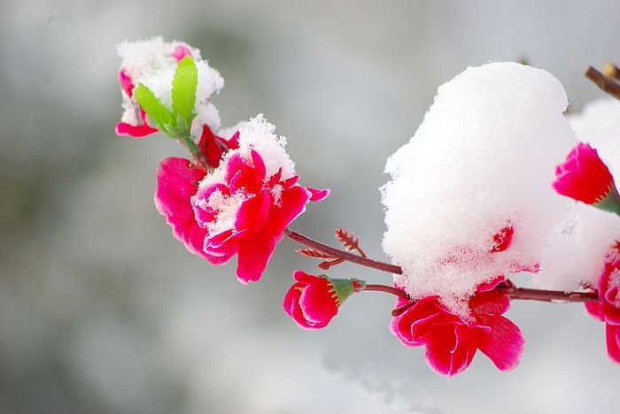 梅花欢喜漫天雪