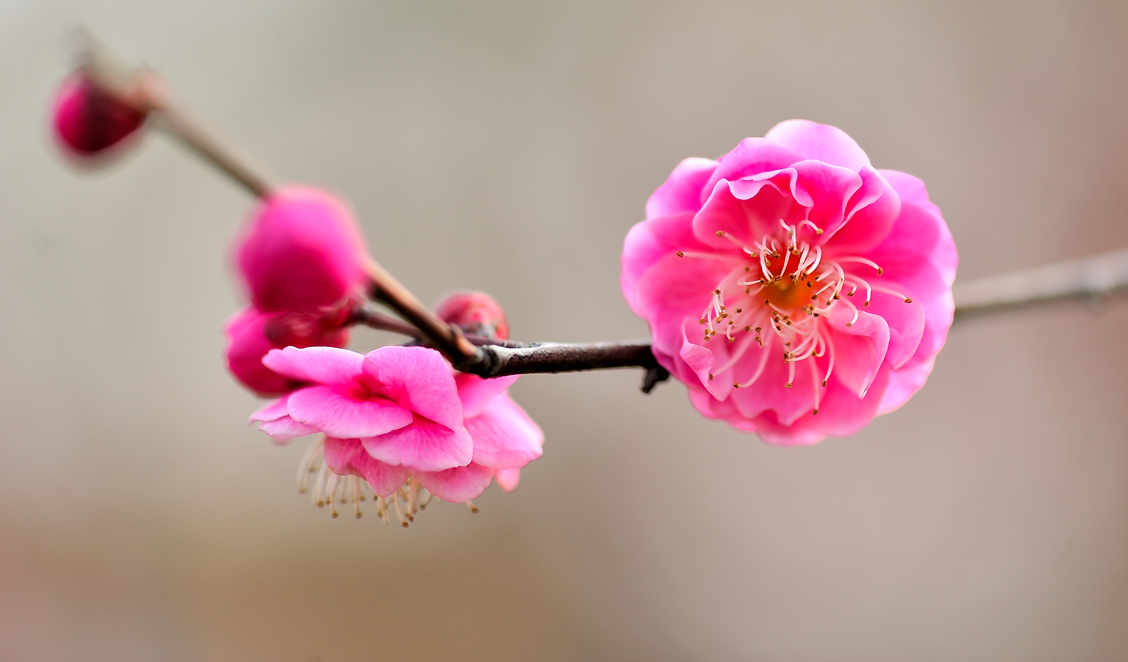 梅花