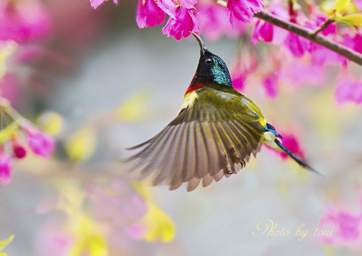 【叉尾太阳鸟摄影图片】福州生态摄影_不油的