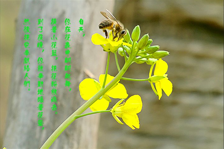 【初春工人摄影图片】重庆西永生态摄影_会龙