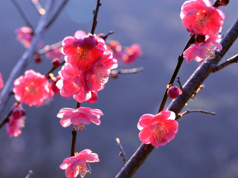 奉化南岙赏梅花