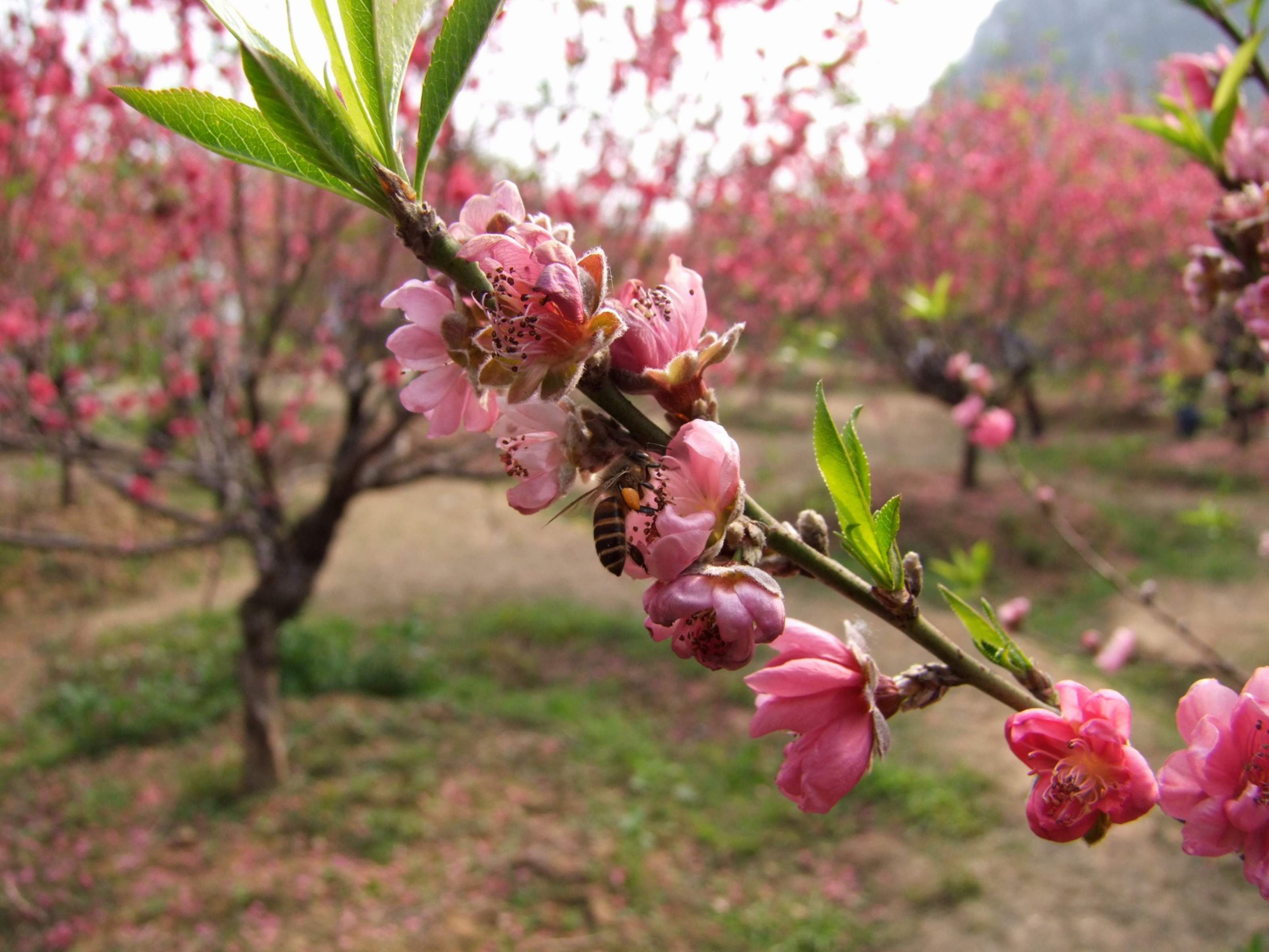 桃花运