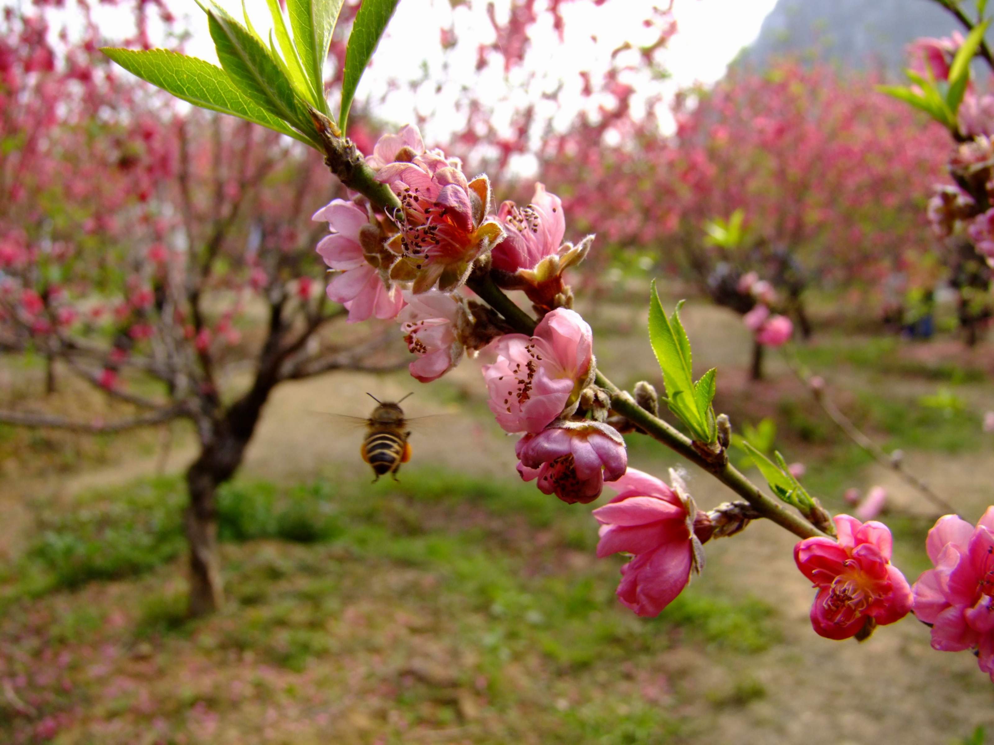 桃花运