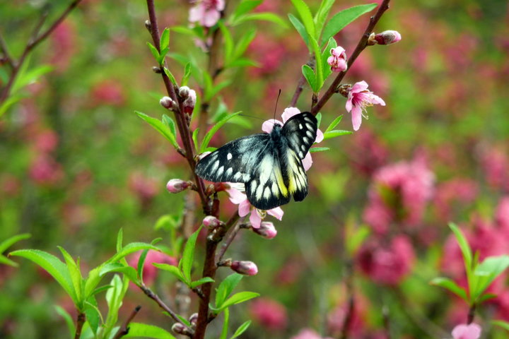 【在那桃花盛开的地方摄影图片】深圳仙湖植物