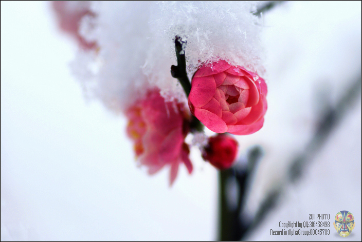 梅雪图::是迟暮的冬,还是初放的春,一场雪也能止渴
