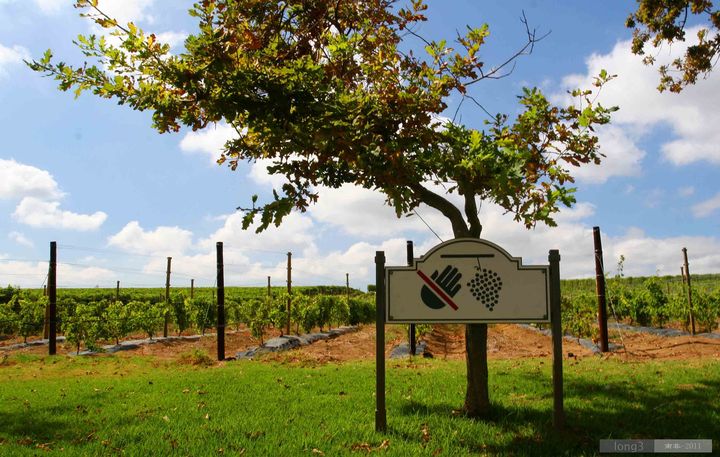 【南非掠影之:葡萄酒庄园摄影图片】南非-开普