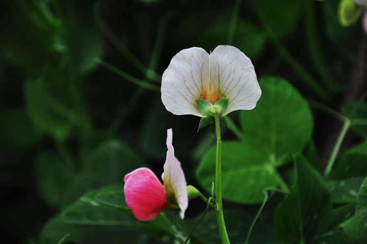 豌豆花