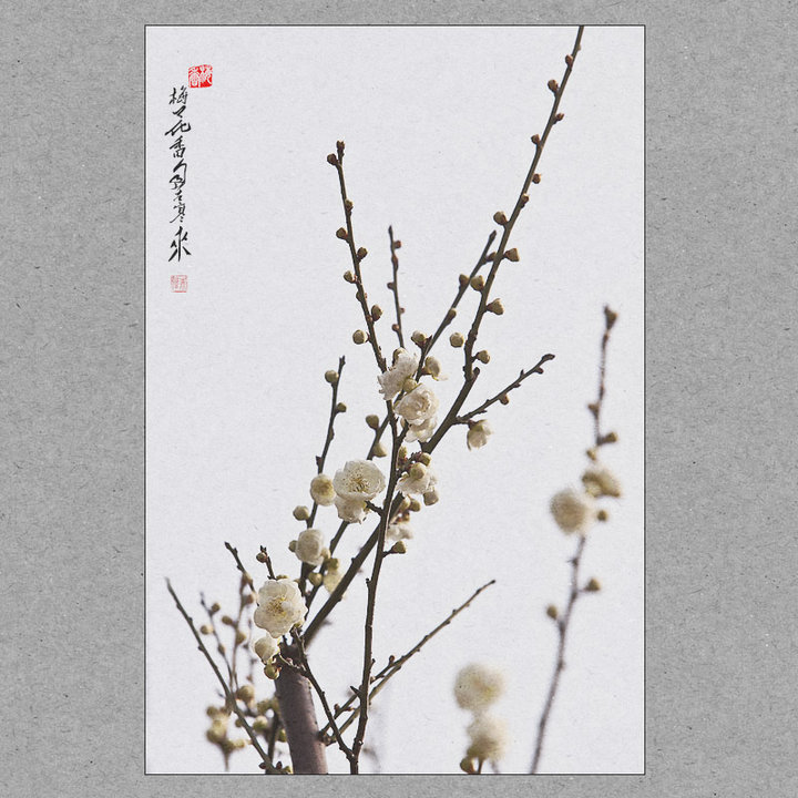 梅花香自苦寒来